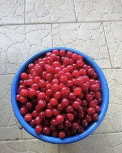 Домашняя вишня крупная