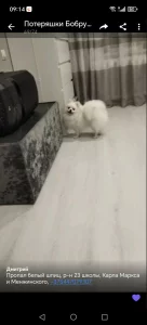 потерялся белый шпиц