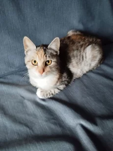 Котята в дар