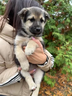 Щенки в хорошие руки