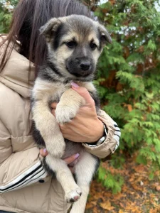 Щенки в хорошие руки