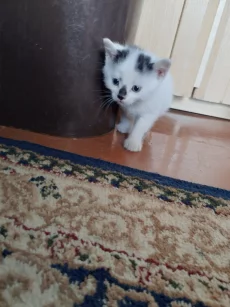 Котенок мальчик ищет дом
