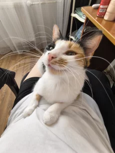 Кошка