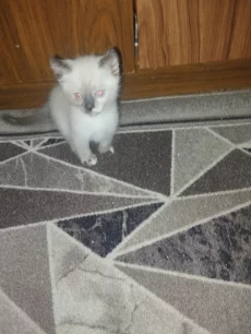 Отдам котят в хорошие руки