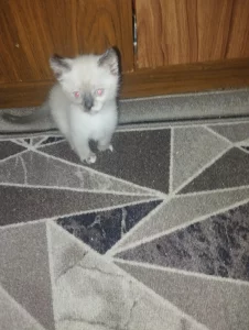 Отдам котят в хорошие руки