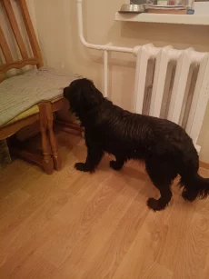 Найдена собака