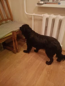 Найдена собака