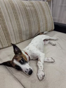 В добрые руки