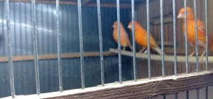 Красных канареек