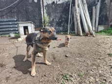 Отдам щенка немецкой овчарки