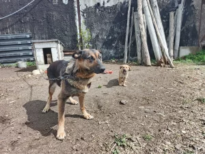 Отдам щенка немецкой овчарки