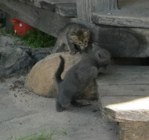 Котята