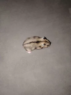 Хомячки джунгарские