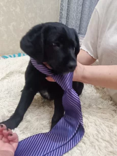 Щенок кокер спаниель гладкошерстный