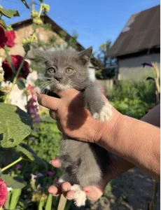 Серый котёнок-мальчик, спасённый из поля, ищет дом (около 2 месяцев)