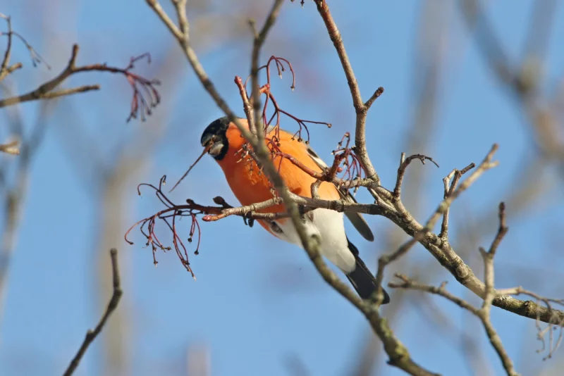 Городские птички кличут весну. Солнечно-морозный фоторепортаж BOBR.BY