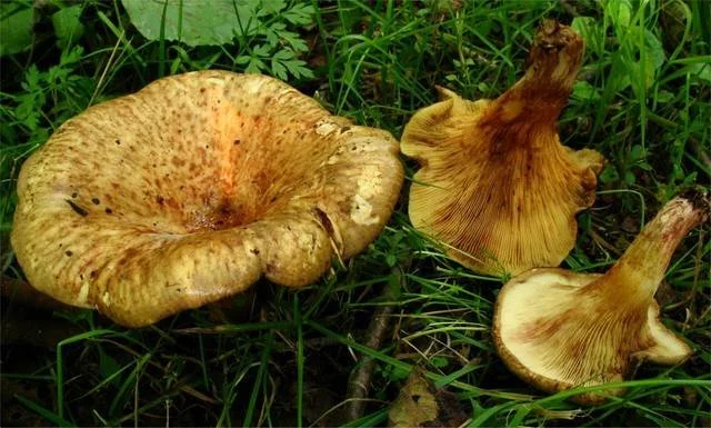 «Пожелтели глаза»: пенсионерка отравилась грибами в Гродненском районе