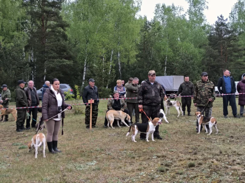 Выставка охотничьих собак в Бобруйске