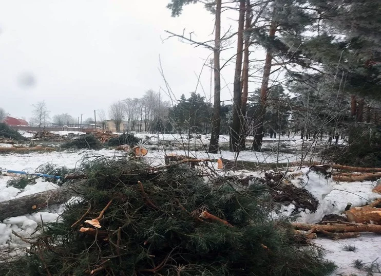 Уголовное дело завели по факту незаконного удаления 38 деревьев в центре Бобруйска