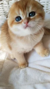 Шотландские золотые шиншилловые котята
