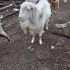 Козёл Ламанча зааненец