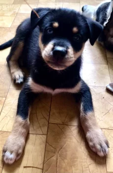 Щенки Ротски (Rottsky)