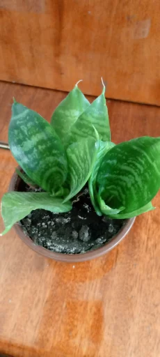 Аихрихон - цветок любви