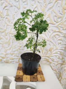 Полисциас 10 руб