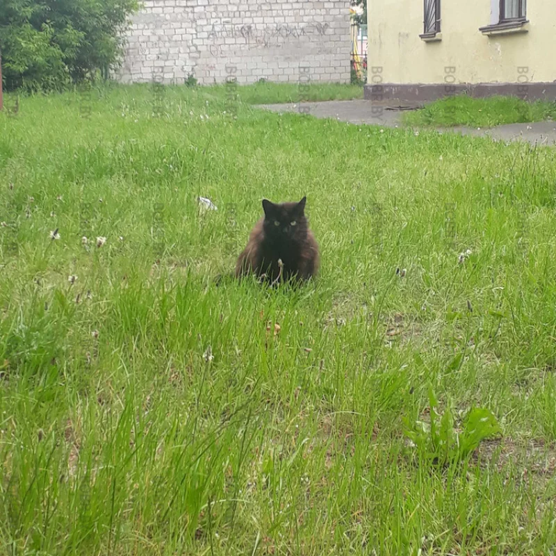 Черный кот
