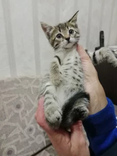 Котята