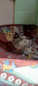 Мясо-яичные цыплята