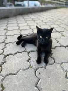 Ищем любящий дом для молодого котика