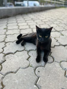 Ищем любящий дом для молодого котика