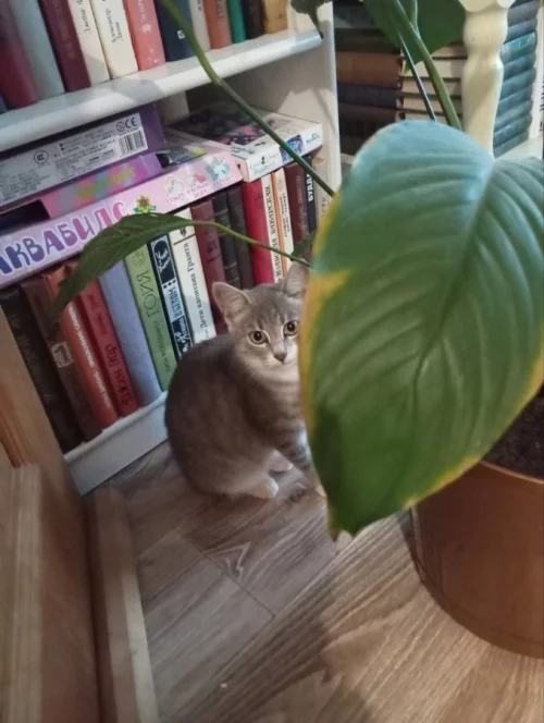 Ласковая кошечка котенок