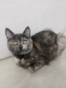 Ласковая кошечка подросток