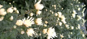 Хризантема