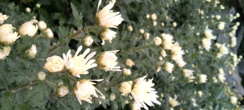 Хризантема