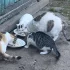 Сиротки ищут дом