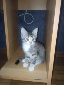 Котята ищут дом