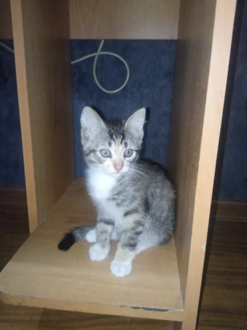 Котята ищут дом