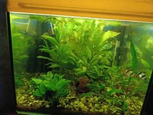 Лимонник, роголистник, Анубиса