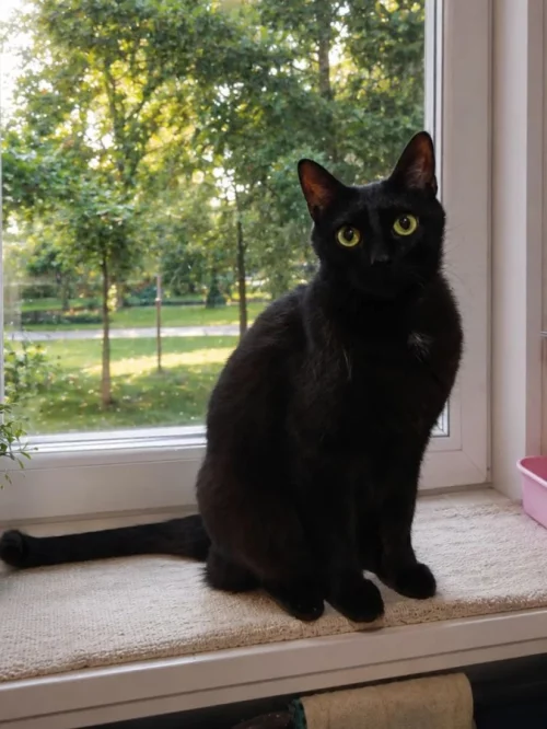 Кот