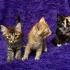 Котята ищут заботливых хозяев