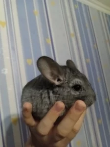 Шиншилла