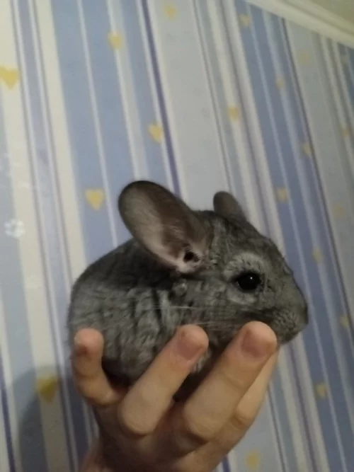 Шиншилла