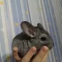 Шиншилла