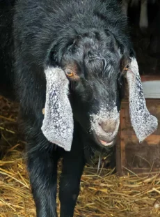 Шикарный козел на племя