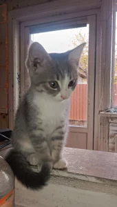 Отдам бесплатно