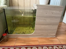 Рыбок Гарра руфа