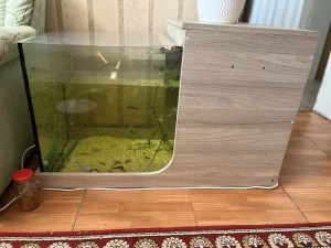 Рыбок Гарра руфа